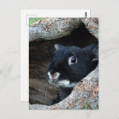 Zwarte konijn in Hollow van een boom Briefkaart (Voorkant / Achterkant)