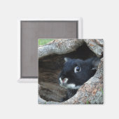 Zwarte konijn in Hollow van een Boom Foto Magneet (Voorkant / Achterkant)