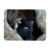 Zwarte konijn in Hollow van een boom Magneet (Horizontaal)