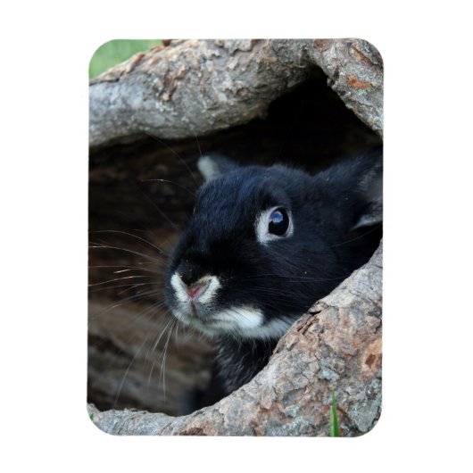 Zwarte konijn in Hollow van een boom Magneet (Verticaal)
