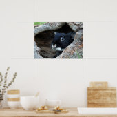 Zwarte konijn in Hollow van een boom Poster (Keuken)