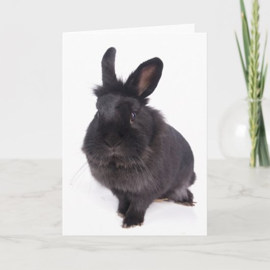 zwarte konijn kaart (Voorkant)