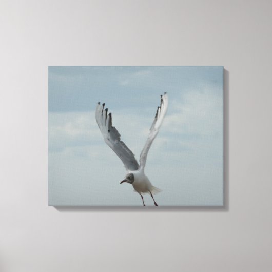 Zwarte kopmeeuw in vlucht canvas afdruk (Voorkant)