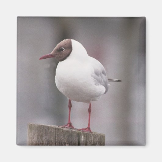 Zwarte kopmeeuw magneet (Voorkant)