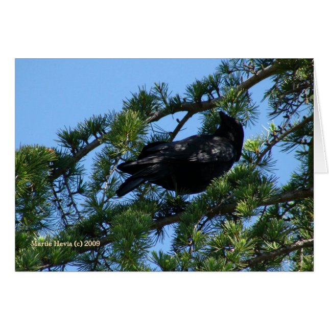 Zwarte kraai (1a) -  (Voorkant Horizontaal)