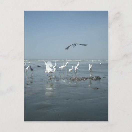 Zwarte kraai en witte kraanvogels: een contrast in briefkaart (Voorkant)