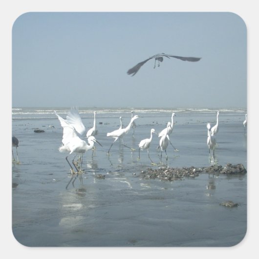 Zwarte kraai en witte kraanvogels: een contrast in vierkante sticker (Voorkant)