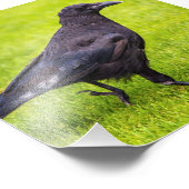 Zwarte kraai foto afdruk (Hoek)