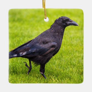 Zwarte kraai keramisch ornament