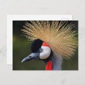 Zwarte kraan briefkaart (Voorkant / Achterkant)