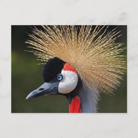 Zwarte kraan briefkaart (Voorkant)