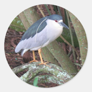 Zwarte Kroon Nachtreiger met zijn witte Pluim Ronde Sticker