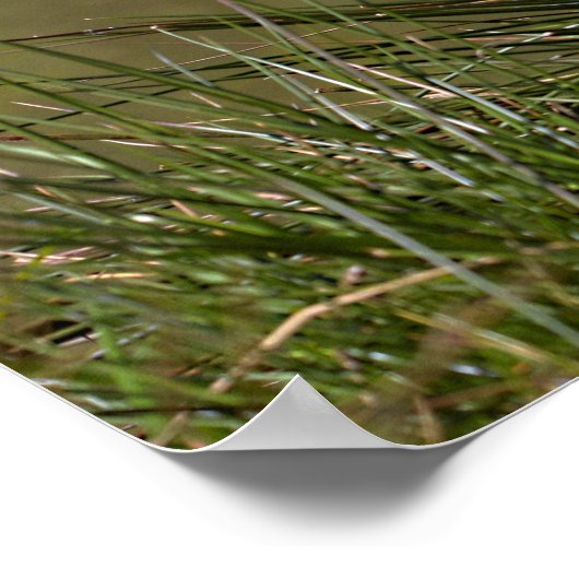 Zwarte Kroonkraan Poster (Hoek)