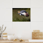 Zwarte Kroonkraan Poster (Keuken)