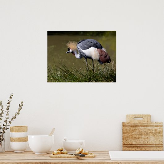 Zwarte Kroonkraan Poster (Keuken)