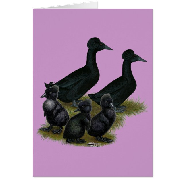 Zwarte Kuif-eend Familie (Voorkant)