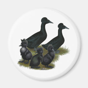 Zwarte Kuif-eend Familie Magneet