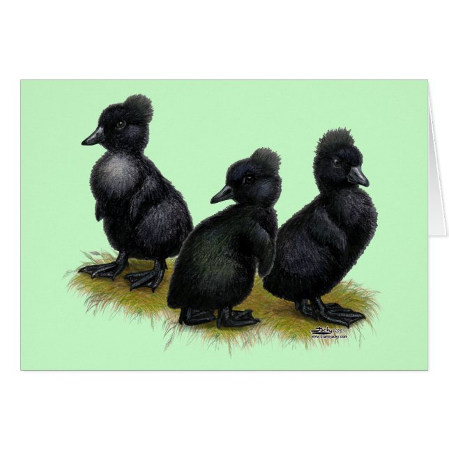 Zwarte Kuikens Met Kuif (Voorkant Horizontaal)