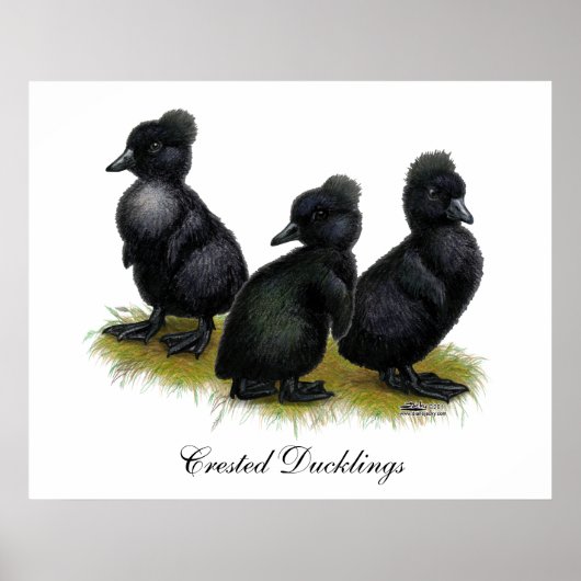 Zwarte Kuikens Met Kuif Poster (Voorkant)