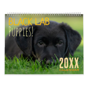 Zwarte Lab Puppies Puppy Hond Labrador Kalender