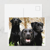 zwarte laboratoriumgroep briefkaart (Voorkant / Achterkant)