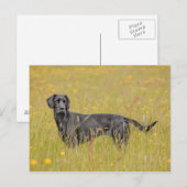 Zwarte labrador 16 maanden 2 briefkaart (Voorkant / Achterkant)