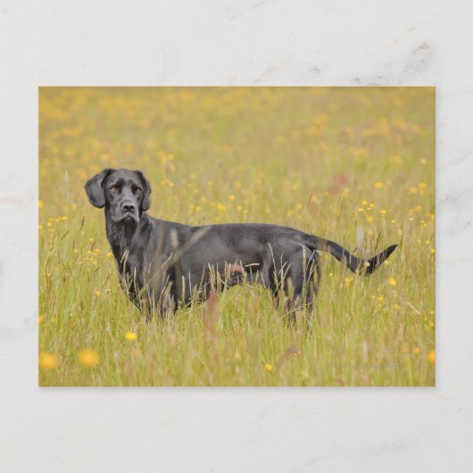 Zwarte labrador 16 maanden 2 briefkaart (Voorkant)