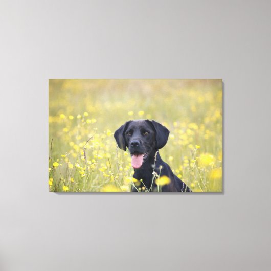 Zwarte labrador 16 maanden 2 canvas afdruk (Voorkant)