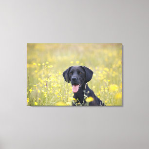 Zwarte labrador 16 maanden 2 canvas afdruk