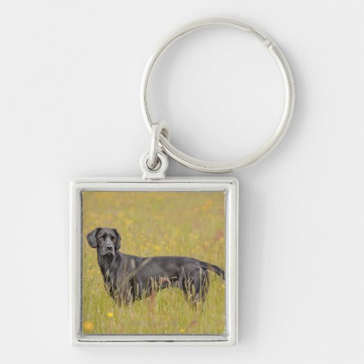 Zwarte labrador 16 maanden 2 sleutelhanger (Voorkant)