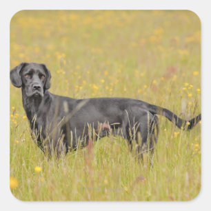 Zwarte labrador 16 maanden 2 vierkante sticker