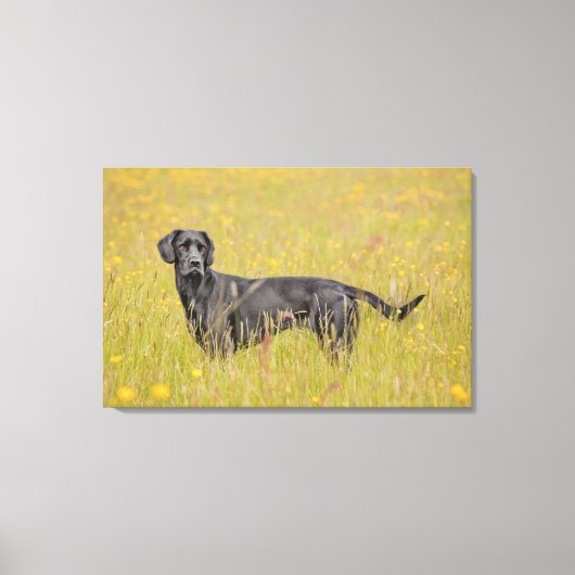 Zwarte labrador 16 maanden canvas afdruk (Voorkant)