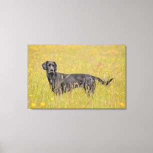 Zwarte labrador 16 maanden canvas afdruk