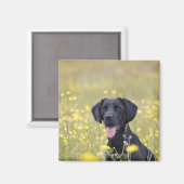 Zwarte labrador 16 maanden magneet (Voorkant / Achterkant)