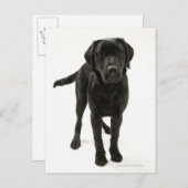 Zwarte labrador briefkaart (Voorkant / Achterkant)