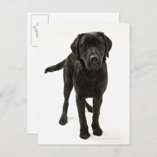 Zwarte labrador briefkaart (Voorkant / Achterkant)