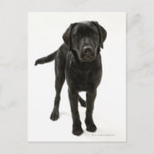Zwarte labrador briefkaart (Voorkant)