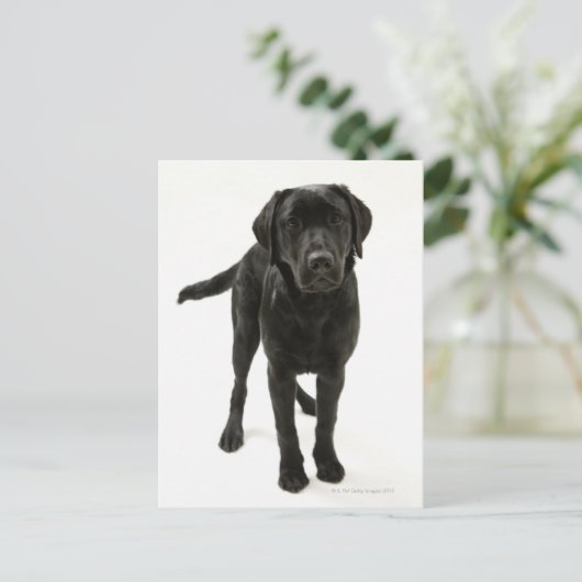 Zwarte labrador briefkaart (Staand voorkant)