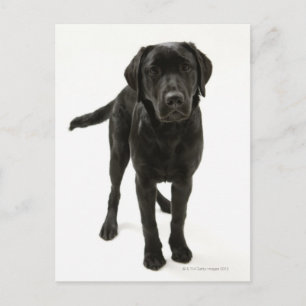 Zwarte labrador briefkaart