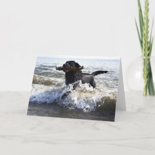 Zwarte Labrador die surf doornemen Kaart