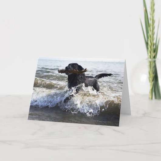 Zwarte Labrador die surf doornemen Kaart (Voorkant)