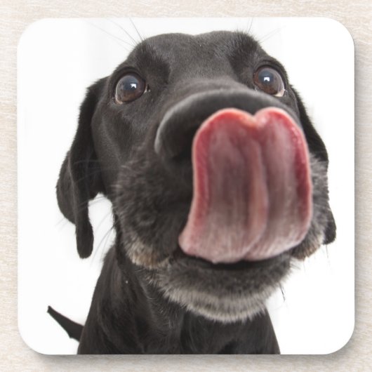 Zwarte labrador die zijn neus slaat bier onderzetter (Voorkant)