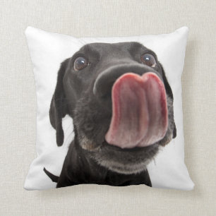Zwarte labrador die zijn neus slaat kussen