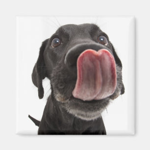 Zwarte labrador die zijn neus slaat magneet