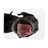 Zwarte labrador die zijn neus slaat magneet (Horizontaal)