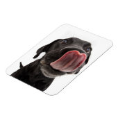 Zwarte labrador die zijn neus slaat magneet (Linkerzijde)