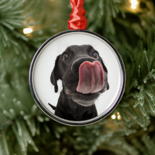 Zwarte labrador die zijn neus slaat metalen ornament