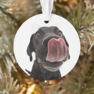 Zwarte labrador die zijn neus slaat ornament