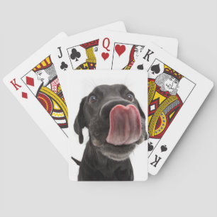 Zwarte labrador die zijn neus slaat pokerkaarten