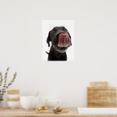 Zwarte labrador die zijn neus slaat poster (Keuken)